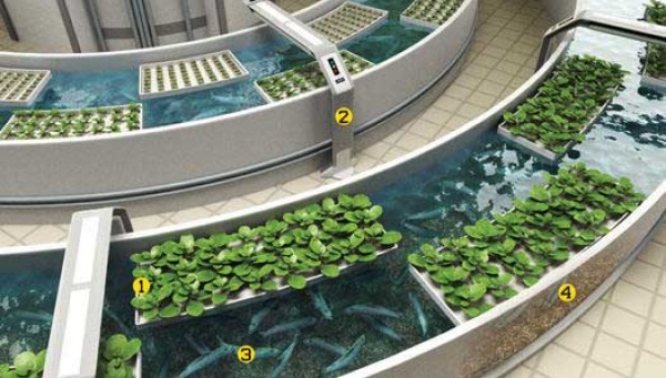 Aquaponic System Fish Farming